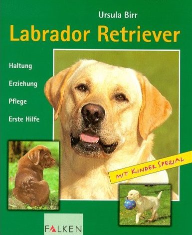 Labrador Retriever