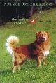 Nova Scotia Duck Tolling Retriever