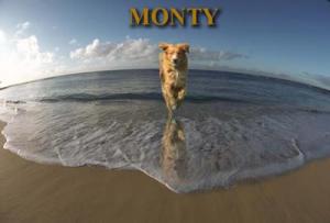 Duch Toller Monty