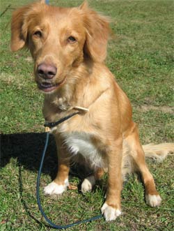 Nova Scotia Duck Tolling Retriever