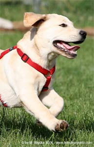 Labrador