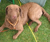 Chesapeake Bay Retriever