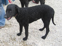 Curly Coated Retriever