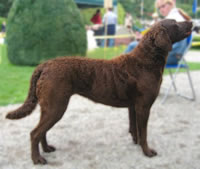Chesapeak Bay Retriever