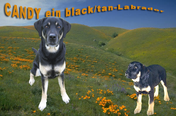 Black/Tan Labi